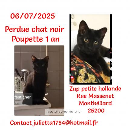 Foto 1/1 Poupette Chat perdido en Montbeliard