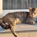 Foto del gato perdido en Val D Oust