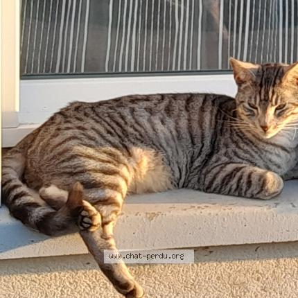 Foto 1/1 Olive Chat perdido en Val d oust