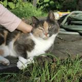 Foto del gato perdido en Paimpont