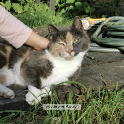 Foto 1/1 Pixie Chat perdido en Paimpont