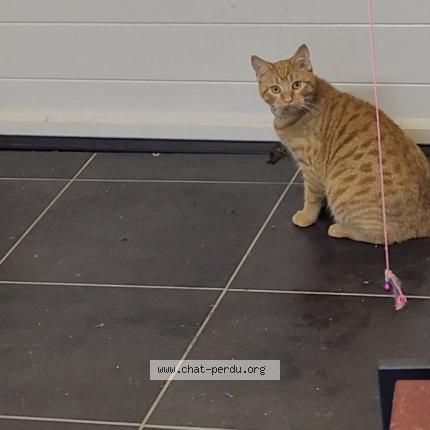 Foto 1/1 Simba Chat perdido en Commana