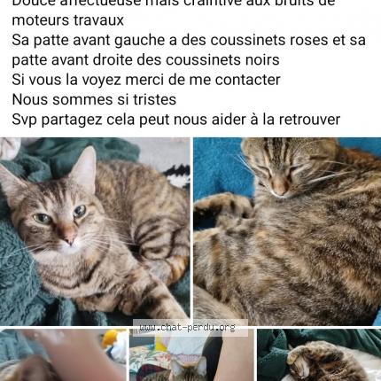 Foto 1/1 BOO Chat perdido en Nantes