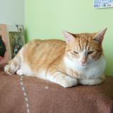 Foto del gato perdido en Sonzay