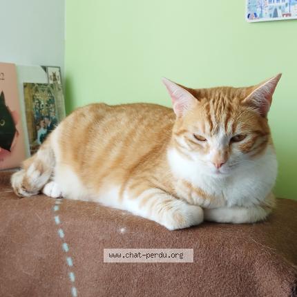 Foto 1/1 Lilas Chat perdido en Sonzay