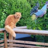 Foto del gato perdido en Moidieu Detourbe