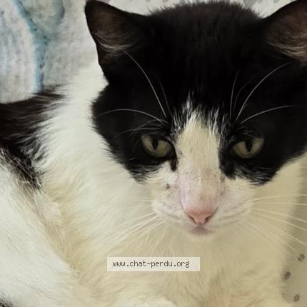 Foto 1/1 Cheyenne Chat perdido en Villeneuve les beziers