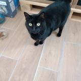 Foto del gato perdido en Mormant