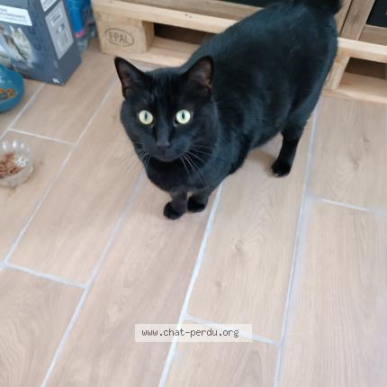 Foto 1/1 Cookie Chat perdido en Mormant