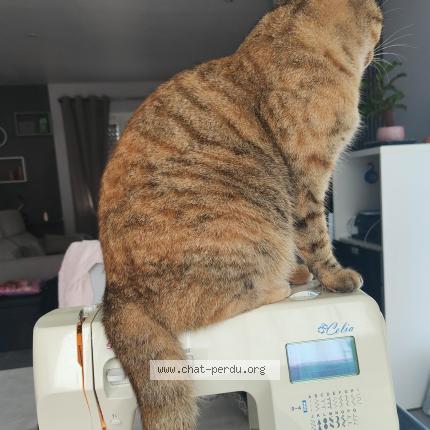 Foto 1/1 TALA Chat perdido en Leyment