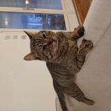 Foto del gato perdido en Saint Vivien De Medoc