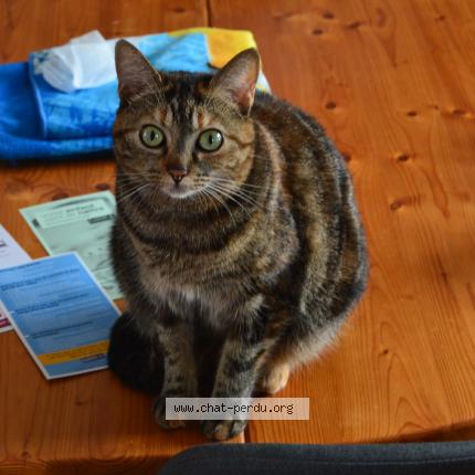 Foto 1/1 Sticky Chat perdido en Saint sulpice les feuilles