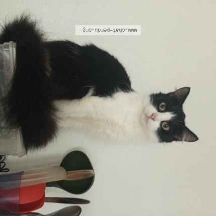 Foto 2/2 Garfield Chat perdido en Senones