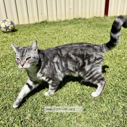 Foto 1/1 Mo Chat perdido en Thomastown melbourne