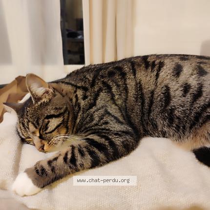 Foto 1/1 Sweetie Chat perdido en Regusse