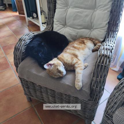 Foto 1/2 Billy Chat perdido en Saint lizier