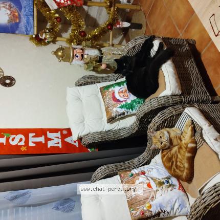 Foto 2/2 Billy Chat perdido en Saint lizier