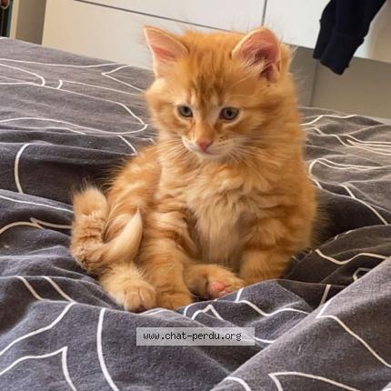 Foto 1/1 Winnie Chat perdido en Chauny