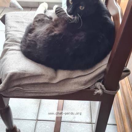 Foto 1/1 Prince Chat perdido en Lievin