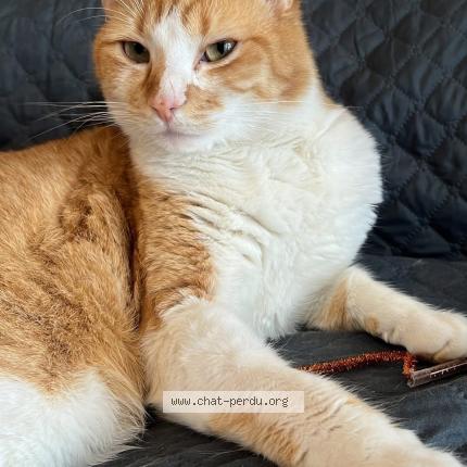 Foto 1/1 Whisky Chat perdido en Wissous