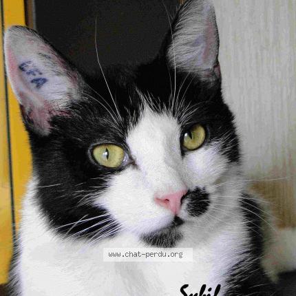 Foto 1/1 SYBIL Chat perdido en Jarny