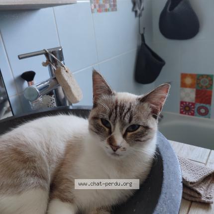 Foto 1/1 William Bonnemoy Chat perdido en Leognan