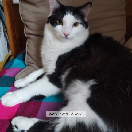 Foto 1/1 Bounty Chat perdido en Chambery