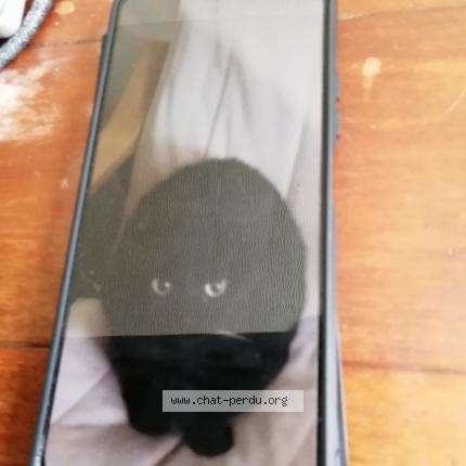 Foto 1/1 Lola Chat perdido en Erquinghem lys