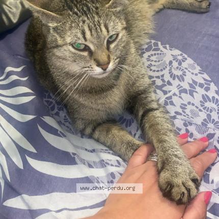 Foto 1/1 Nina Chat perdido en Villeparisis