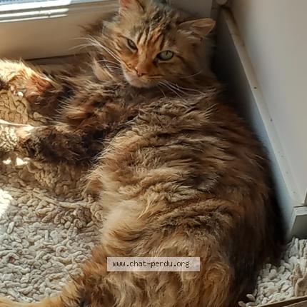 Foto 1/1 Bubble Chat perdido en Arnas