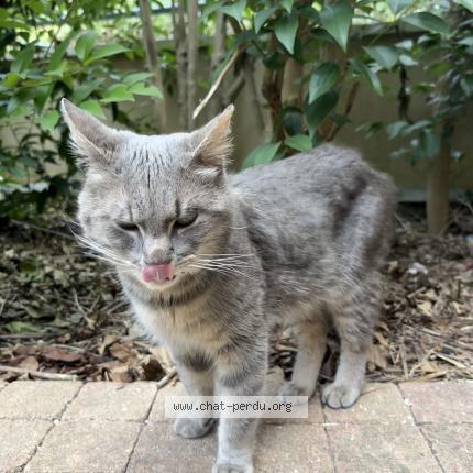 Foto 1/1 Gato encontrado Encontrado en Romainville