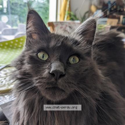 Foto 1/1 Vostok Chat perdido en Saint medard sur ille