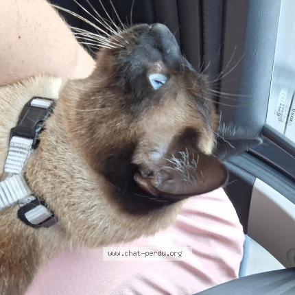 Foto 1/1 Snow Chat perdido en Fontaine sous preaux