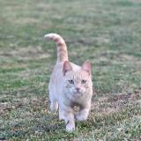 Foto del gato perdido en Courpalay
