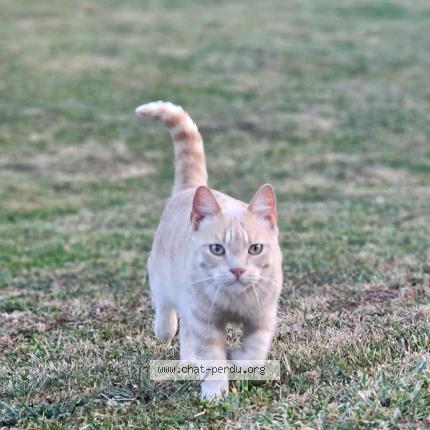 Foto 1/1 Sigma Chat perdido en Courpalay