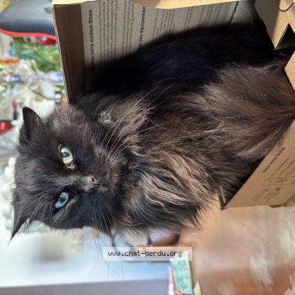 Foto 1/1 Mozart Chat perdido en Halluin