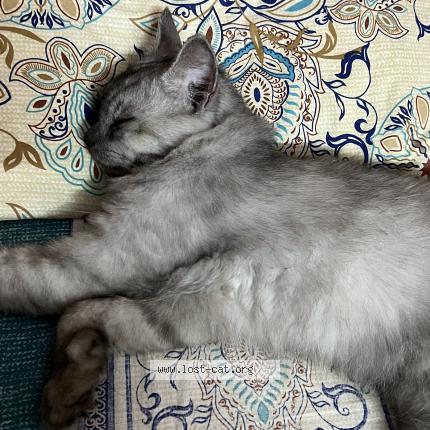 Foto 1/1 Theo Chat perdido en Karachi