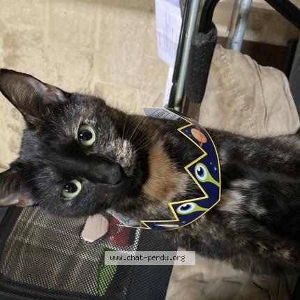 Foto 1/1 Kiara ou minmine Chat perdido en Beaucaire