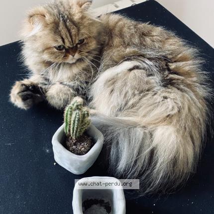 Foto 1/2 Moon Chat perdido en Montreuil