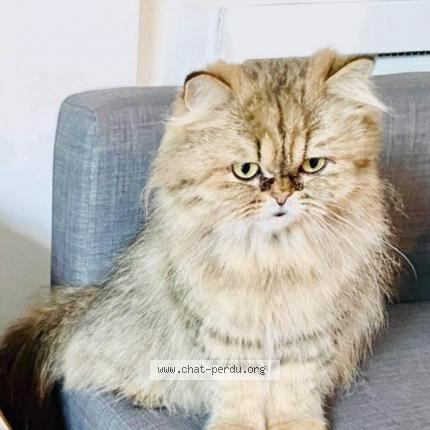 Foto 2/2 Moon Chat perdido en Montreuil