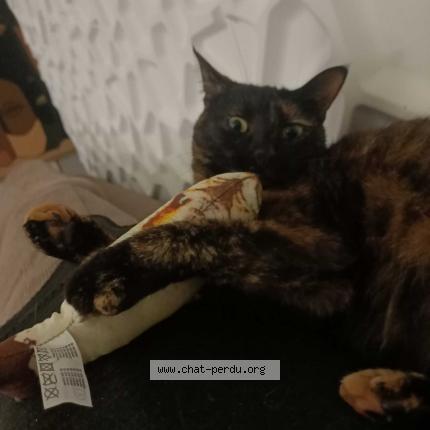 Foto 1/1 Mimie Chat perdido en Joue les tours