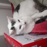 Foto del gato perdido en Oswald