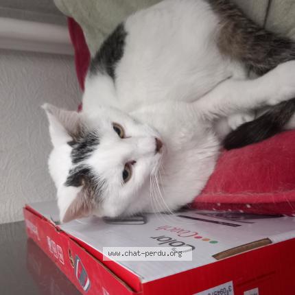 Foto 1/1 TOMMY Chat perdido en Oswald