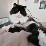 Foto del gato perdido en Nantes