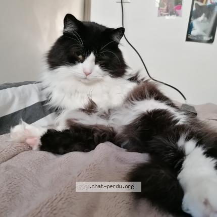 Foto 1/1 Moustache Chat perdido en Nantes