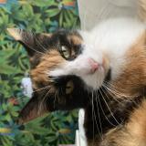 Foto del gato perdido en Becon Les Granits