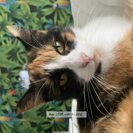 Foto 1/1 Noisette Chat perdido en Becon les granits