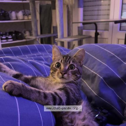 Foto 1/1 Ramses Chat perdido en Bouguenais