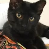 Foto del gato perdido en Montbeliard