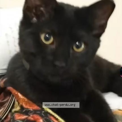 Foto 1/1 Poupette Chat perdido en Montbeliard